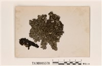 藏品(類粉緣裸緣梅衣)的圖片